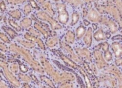 C9orf40 Antibody, Novus Biologicals:Antibodies:Primary Antibodies