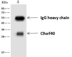 C9orf40 Antibody, Novus Biologicals:Antibodies:Primary Antibodies