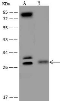 C9orf40 Antibody, Novus Biologicals:Antibodies:Primary Antibodies