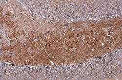C9orf72 Antibody (GT1553), Novus Biologicals 100 &mu;g; Unconjugated:Antibodies,