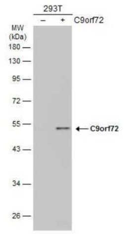 C9orf72 Antibody (GT1553), Novus Biologicals 100 &mu;g; Unconjugated:Antibodies,