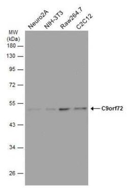 C9orf72 Antibody (GT1553), Novus Biologicals 100 &mu;g; Unconjugated:Antibodies,