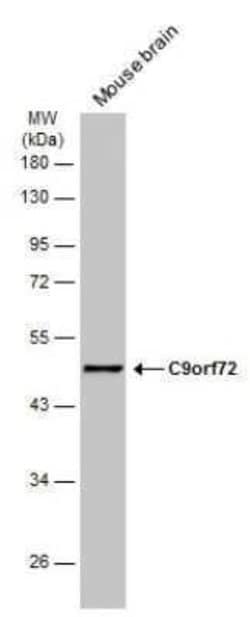 C9orf72 Antibody (GT1553), Novus Biologicals 100 &mu;g; Unconjugated:Antibodies,