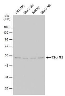 C9orf72 Antibody (GT1553), Novus Biologicals 100 &mu;g; Unconjugated:Antibodies,