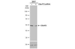 C9orf72 Antibody (GT1553), Novus Biologicals 100 &mu;g; Unconjugated:Antibodies,
