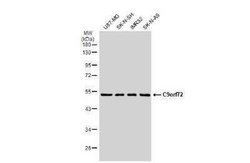 C9orf72 Antibody (GT1553-RB), Novus Biologicals 100 &mu;g | Buy Online | Novus Biologicals | Fisher Scientific