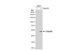 C9orf72 Antibody (779), Novus Biologicals 100 &mu;g; Unconjugated:Antibodies,
