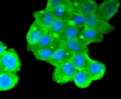 CA125/MUC16 Antibody (SN0715), Novus Biologicals 100&mu;L:Antibodies, Monoclonal