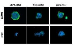 CA19-9/Sialyl Lewis A Antibody (GT174), Novus Biologicals 100 &mu;g; Unconjugated:Antibodies,