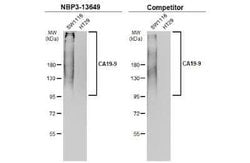 CA19-9/Sialyl Lewis A Antibody (GT174), Novus Biologicals 100 &mu;g; Unconjugated:Antibodies,