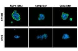 CA19-9/Sialyl Lewis A Antibody (GT8510), Novus Biologicals 100 &mu;g; Unconjugated:Antibodies,
