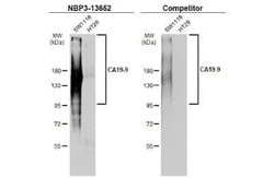 CA19-9/Sialyl Lewis A Antibody (GT8510), Novus Biologicals 100 &mu;g; Unconjugated:Antibodies,