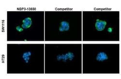CA19-9/Sialyl Lewis A Antibody (GT933), Novus Biologicals 100 &mu;g; Unconjugated:Antibodies,