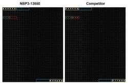 CA19-9/Sialyl Lewis A Antibody (GT933), Novus Biologicals 100 &mu;g; Unconjugated:Antibodies,