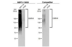 CA19-9/Sialyl Lewis A Antibody (GT933), Novus Biologicals 100 &mu;g; Unconjugated:Antibodies,