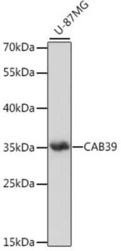 CAB39 Antibody - Azide and BSA Free, Novus Biologicals 0.02 mL | Buy Online | Novus Biologicals | Fisher Scientific