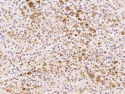 CABC1 Antibody, Novus Biologicals 100 &mu;g | Buy Online | Novus Biologicals | Fisher Scientific