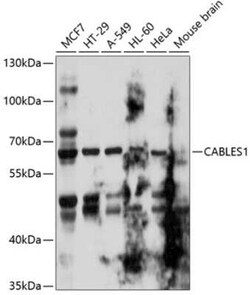 CABLES1 Antibody - BSA Free, Novus Biologicals 0.1 mL, Unconjugated:Antibodies,