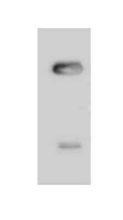 CABP5 Antibody, Novus Biologicals:Antibodies:Primary Antibodies
