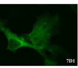 CACNB3 Antibody (7D1), Novus Biologicals 100 &mu;g; Unconjugated:Antibodies,