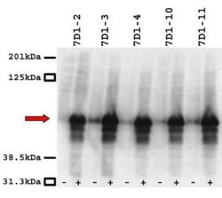 CACNB3 Antibody (7D1), Novus Biologicals 100 &mu;g; Unconjugated:Antibodies,
