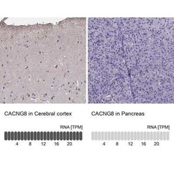 CACNG8 Antibody, Novus Biologicals:Antibodies:Primary Antibodies