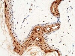 CALML5 Antibody, Novus Biologicals:Antibodies:Primary Antibodies