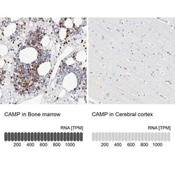 CAMP/Cathelicidin Antibody, Novus Biologicals:Antibodies:Primary Antibodies
