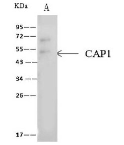 CAP1 Antibody, Novus Biologicals 100 &mu;g; Unconjugated:Antibodies, Polyclonal