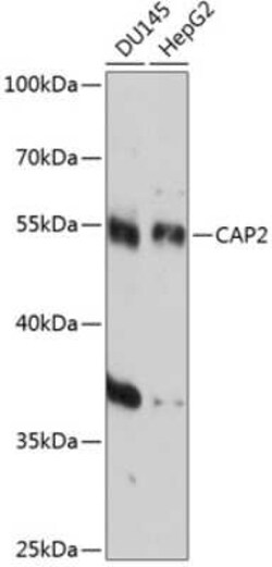 CAP2 Antibody - Azide and BSA Free, Novus Biologicals:Antibodies:Primary