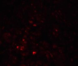 CAPC/ LRRC26 Antibody - BSA Free, Novus Biologicals 0.1 mg; Unconjugated:Antibodies,