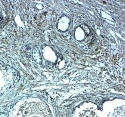 CAPC/ LRRC26 Antibody - BSA Free, Novus Biologicals 0.1 mg; Unconjugated:Antibodies,