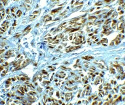CAPC/ LRRC26 Antibody - BSA Free, Novus Biologicals 0.1 mg; Unconjugated:Antibodies,