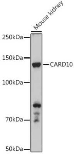 CARD10 Antibody - BSA Free, Novus Biologicals 0.1 mL, Unconjugated:Antibodies,