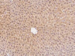CARD11/CARMA1 Antibody, Novus Biologicals:Antibodies:Primary Antibodies