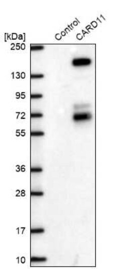 CARD11/CARMA1 Antibody, Novus Biologicals 25 &mu;L | Buy Online | Novus Biologicals | Fisher Scientific
