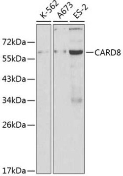 CARD8 Antibody - BSA Free, Novus Biologicals:Antibodies:Primary Antibodies