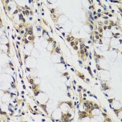 CASC5 Antibody - Azide and BSA Free, Novus Biologicals 0.1 mL, Unconjugated:Antibodies,