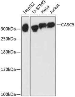 CASC5 Antibody - Azide and BSA Free, Novus Biologicals 0.1 mL, Unconjugated:Antibodies,
