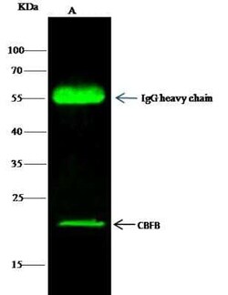 CBFB Antibody, Novus Biologicals 50 &mu;g; Unconjugated:Antibodies, Polyclonal