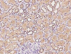 CBWD1 Antibody, Novus Biologicals 50 &mu;g; Unconjugated:Antibodies, Polyclonal