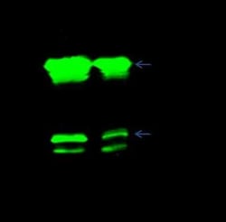 CBX1 Antibody, Novus Biologicals 100 &mu;g, Unconjugated:Antibodies, Polyclonal