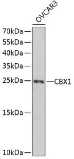 CBX1 Antibody - Azide and BSA Free, Novus Biologicals 0.02 mL, Unconjugated:Antibodies,