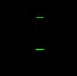 CBX1 Antibody, Novus Biologicals 100 &mu;g, Unconjugated:Antibodies, Polyclonal