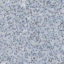 CBX3 Antibody, Novus Biologicals 25 &mu;L | Buy Online | Novus Biologicals | Fisher Scientific
