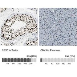 CBX3 Antibody, Novus Biologicals 25 &mu;L | Buy Online | Novus Biologicals | Fisher Scientific