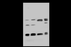 CBX3 Antibody, Novus Biologicals:Antibodies:Primary Antibodies