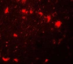 CBX4 Antibody - BSA Free, Novus Biologicals 0.1 mg; Unconjugated:Antibodies,