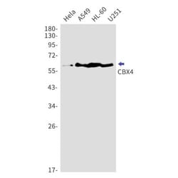 CBX4 Antibody (S07-2F2), Novus Biologicals:Antibodies:Primary Antibodies
