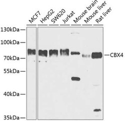CBX4 Antibody - BSA Free, Novus Biologicals:Antibodies:Primary Antibodies